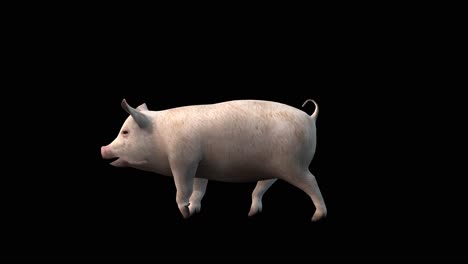 A-pig-walking-on-black-background,-3D-animation,-animated-animals,-seamless-loop-animation