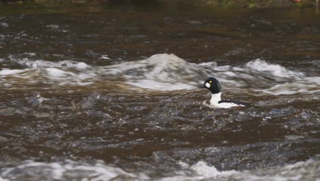 Swedish-delight:-admiring-the-vibrant-plumage-of-a-male-Common-Goldeneye-in-a-raging-river