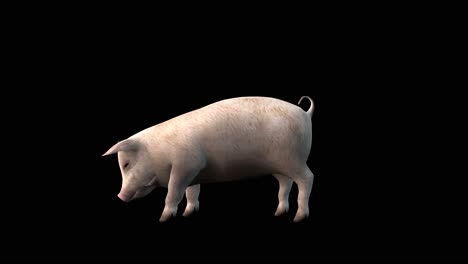 A-pig-standing-idle-and-eating-on-black-background,-3D-animation,-animated-animals,-seamless-loop-animation