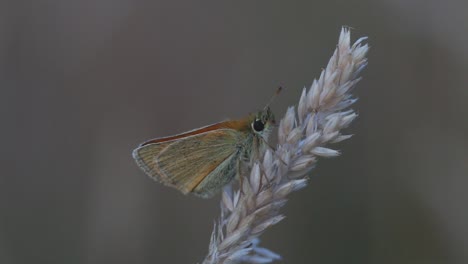 Small-Skipper-Butterfly,-Thymelicus-sylvestris-perched-on-grass-head
