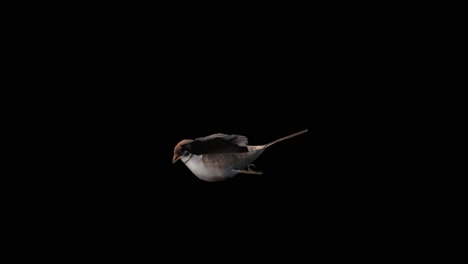 A-sparrow-flying-on-black-background,-3D-animation,-animated-animals,-seamless-loop-animation
