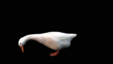 A-white-goose-standing-idle-eating-on-black-background,-3D-animation,-animated-animals,-seamless-loop-animation