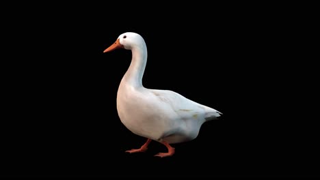 A-white-goose-walking-on-black-background,-3D-animation,-animated-animals,-seamless-loop-animation