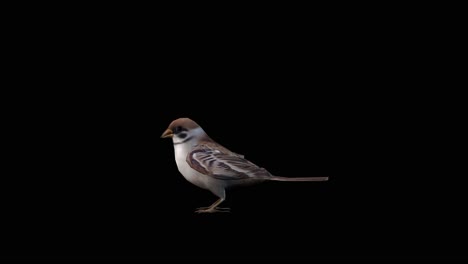 A-sparrow-walking-jumping-on-black-background,-3D-animation,-animated-animals,-seamless-loop-animation