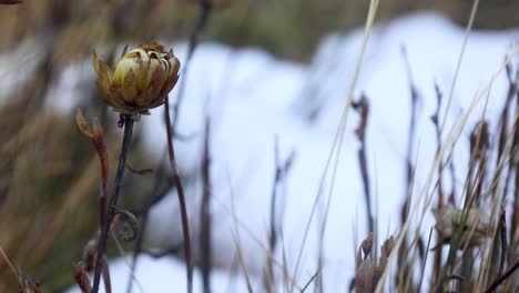 A-close-up-shot-of-an-alpine-flower-in-the-Victorian-high-country-mountains-covered-in-snow