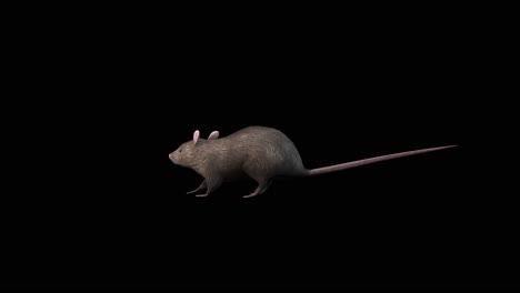 A-rat-standing-idle-and-eating-on-black-background,-3D-animation,-animated-animals,-seamless-loop-animation