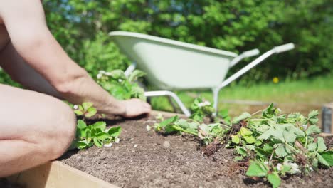 Man-Planting-In-Wooden-Planter-Box---close-up