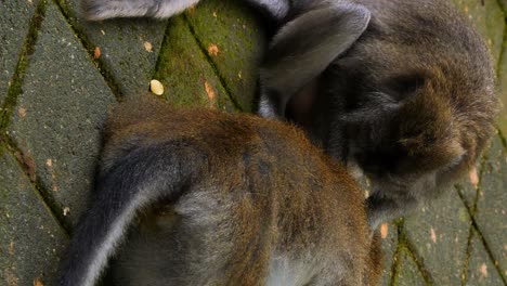 Vertical-static-shot-of-macaque-monkeys-in-Sacred-Monkey-Forest-Sanctuary-in-bali-indonesia-during-delousing-on-the-ground