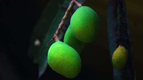 Fresh-Asian-Green-Mangoes-on-a-branch-in-dark-environment