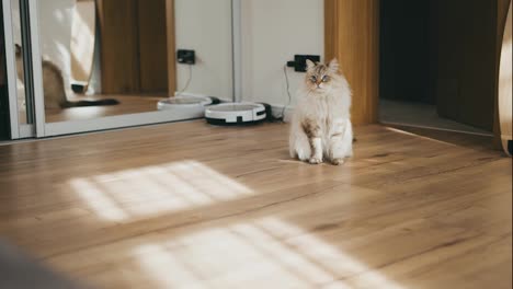 Domestic-cat-walking-home-in-contemporary-interior-in-sunlight