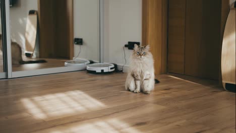 Domestic-cat-sits-on-flour-in-contemporary-interior-in-sunlight