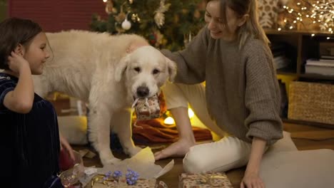 Mother-and-daughter-stroking-golden-retriever-dog-holds-gift-box-in-jaws