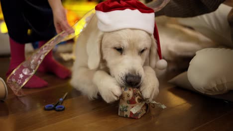Cute-golden-retriever-appetizingly-chews-christmas-gift-box-on-the-floor