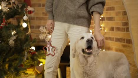 Cropped-view-of-a-woman-stroking-labrador-with-christmas-tree-on-background