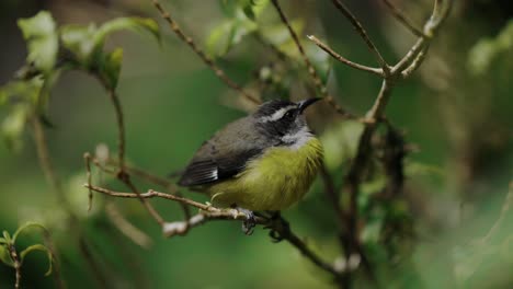 Bananaquit-Bird-Costa-Rica-Jungle-Wildlife