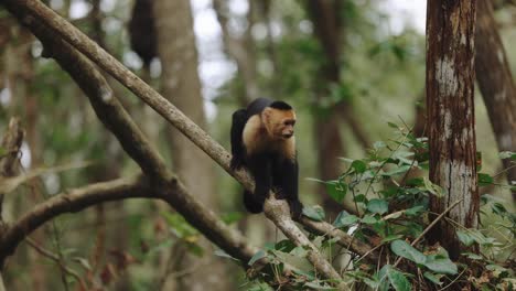 Capuchin-Monkey-Climbing-Tree-Costa-Rica-Mangrove-Monkey-Boat-Tour-Wildlife