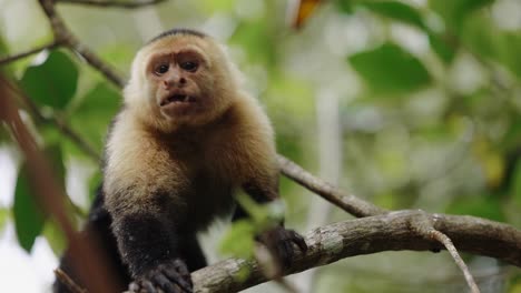 Capuchin-Monkey-Call-Expression-Costa-Rica-Mangrove-Boat-Tour-Travel