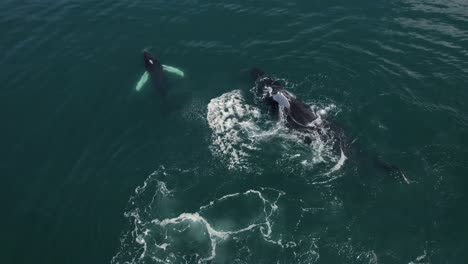 Baby-Whale-Breaching-Alongside-Mother-Costa-Rica-Ocean