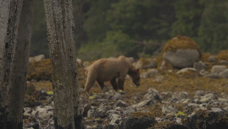 Grizzly-bear-walking-on-beach-next-to-pillars-on-the-shore