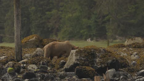 Grizzly-bear-walking-on-rocky-shore-past-wooden-pillars