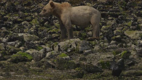 Golden-Grizzly-Bear-with-Crow