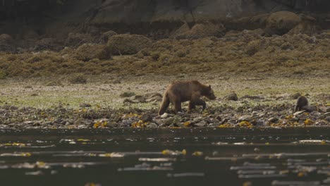 Grizzly-bear-with-cub-walking-on-rocky-shore-near-ocean