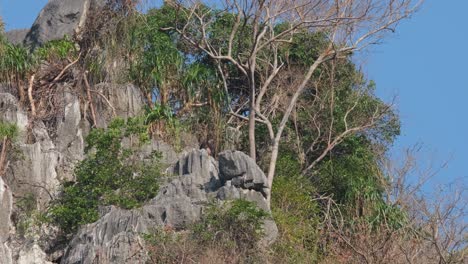 Seen-on-top-of-a-limestone-mountain-moving-down,-Mailand-Serow-Capricornis-sumatraensis-maritimus,-Thailand