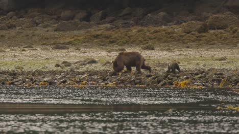 Grizzly-bear-with-cub-walking-on-rocky-shore-near-ocean-lifting-rocks