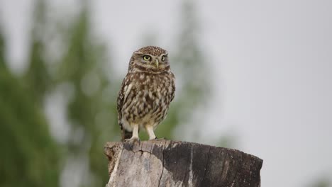 Mottled-brown-Little-Owl-perched-on-wood-stump-stares-intently-ahead,-closeup