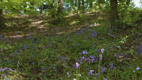 Pulling-back-through-beautiful-bluebell-wood-in-Springtime