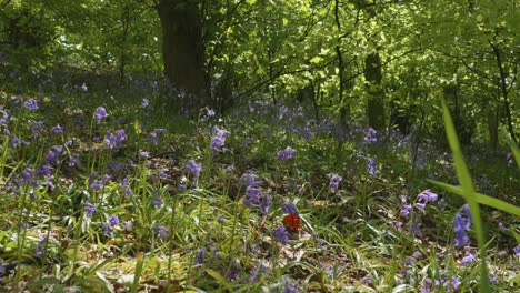 Springtime-bluebell-forest,-low-angle,-slow-motion