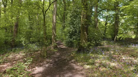Beautiful-forest-trail-in-Springtime,-wide-angle