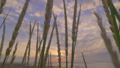 Beach-grass-fruiting-stalks-swaying-gently-at-sunset-in-slow-motion,-Sony-FX-30,-at-Fleetwood,-Lancashire,-England,-UK