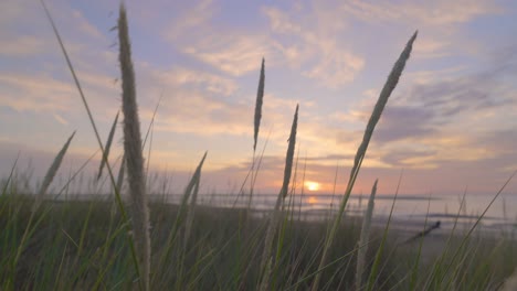 Close-up-of-gently-swaying-beach-grass-at-sunset-in-slow-motion,-Sony-FX-30,-at-Fleetwood,-Lancashire,-England,-UK