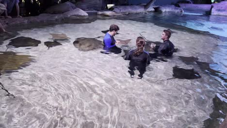 sting-rays-being-fed-in-myrtle-beach-sc,-south-carolina
