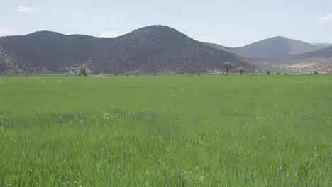 Panoramic-view-to-rural-hills-landscape-with-green-grass-field