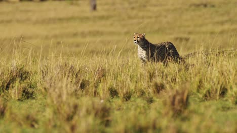 Cheetah-Hunting-and-a-Hunt-in-Africa,-African-Wildlife-Animals-in-Masai-Mara,-Stalking-and-Running-after-Prey-in-Kenya-on-Safari-in-Maasai-Mara-North-Conservancy,-Amazing-Beautiful-Animal