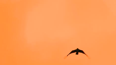 Adlervogel-Fliegt-Hoch-Und-Schlägt-Mit-Den-Flügeln-Am-Himmel-Während-Des-Sonnenuntergangs-Zur-Goldenen-Stunde