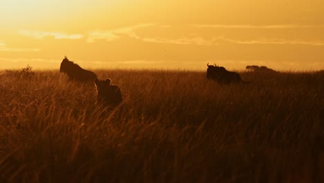 Zeitlupe-Der-Löwenjagd-In-Afrika,-Löwin-Auf-Der-Jagd-Nach-Gnus-Im-Orangefarbenen-Sonnenuntergang-In-Der-Langgrassavanne-In-Kenia,-Masai-Mara-Wildtiersafaritiere,-Die-Bei-Sonnenaufgang-Auf-Der-Pirsch-Sind