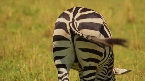 Toma-En-Cámara-Lenta-De-Una-Cebra-Detrás-De-La-Espalda-Con-La-Cola-Moviéndose-Vigorosamente,-Fauna-Africana-En-La-Reserva-Nacional-De-Masai-Mara,-Kenia,-Animales-De-Safari-De-áfrica-En-La-Conservación-Del-Norte-De-Masai-Mara