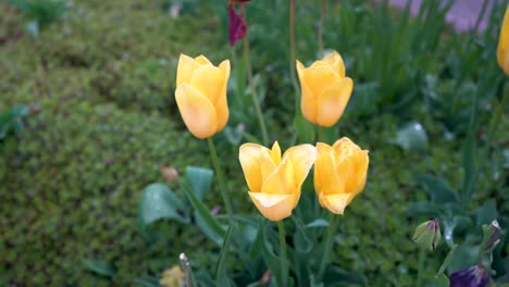 Gelbe-Tulpen-Tulpe-Zeit-Michigan-Holland-Niederländische-Kultur-Blume-Blumen-4k