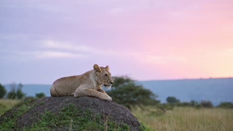 Slow-Motion-of-Lion-in-Kenya,-Lioness-Under-Beautiful-Pink-and-Purple-Dramatic-Sunset-Sky-and-Clouds,-Sitting-on-Termite-Mound-in-Africa-at-Sunrise-in-the-Morning-Alone,-Africa-Safari-Wildlife