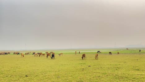 Cautivadoras-Vacas-En-Paz-En-Los-Verdes-Paisajes-De-Bangladesh