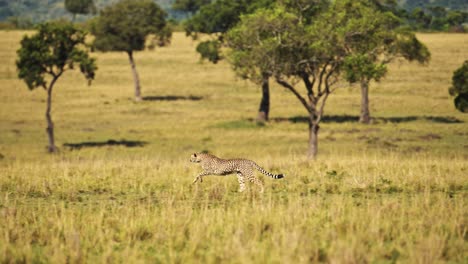 Slow-Motion-of-Cheetah-Running-Fast,-Hunting-on-a-Hunt-Chasing-Prey-in-Africa,-African-Wildlife-Safari-Animals-in-Masai-Mara,-Kenya-in-Maasai-Mara,-Amazing-Nature-and-Beautiful-Encounter
