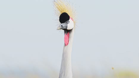 Slow-Motion-Shot-of-Close-up-shot-of-a-Grey-Crowned-Crane,-curious-look-facing-the-camera,-funny-African-Wildlife-in-Maasai-Mara-National-Reserve,-Kenya,-Africa-Safari-Animals