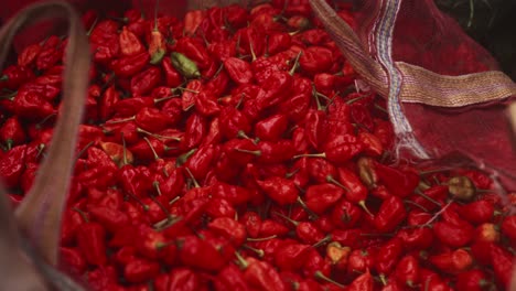 -ghost-pepper,-also-known-as-bhut-jolokia,-is-an-interspecific-hybrid-chili-pepper-close-up