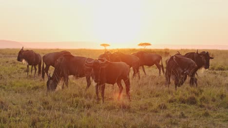 Masai-Mara-Wildebeest-Herd-on-Great-Migration-in-Africa,-Walking-on-Savannah-between-Maasai-Mara-in-Kenya-and-Serengeti-in-Tanzania,-African-Wildlife-Animals-at-Sunrise