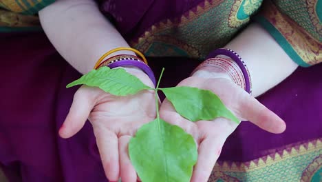 devotee-holding-holy-Aegle-marmelos-or-Bael-leaf-in-hand-from-different-angle-at-day
