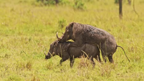Jabalíes-Que-Se-Aparean-En-Pastizales-De-Hierba-Alta-Entre-La-Vegetación-De-La-Naturaleza,-Fauna-Africana-En-La-Reserva-Nacional-De-Masai-Mara,-Kenia,-Animales-De-Safari-En-áfrica-En-La-Conservación-Del-Norte-De-Masai-Mara