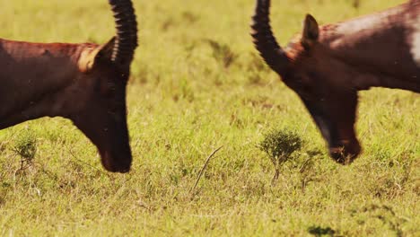 Zeitlupe-Von-Topi-Kämpfen-Im-Kampf,-Afrikanische-Wildtiere,-Die-Mit-Geweihen-Aufeinander-Prallen,-Schlagende-Und-Aneinanderstoßende-Köpfe-Im-Territorialverhalten-Von-Tieren,-Erstaunliches-Verhalten-In-Der-Masai-Mara,-Afrika